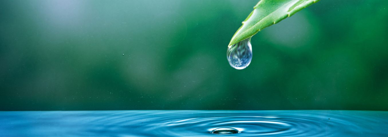 A close-up view of a droplet falling from a plant above the surface of water