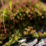 instagram.com/wizjazieleni/