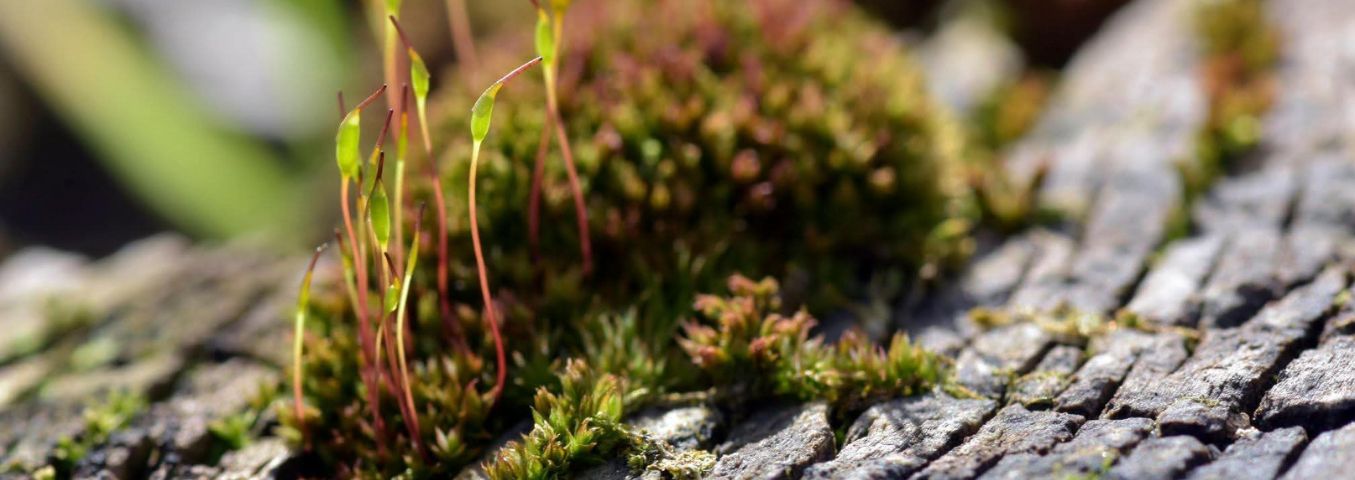 instagram.com/wizjazieleni/